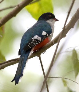 Tocororo Bird in Cuba